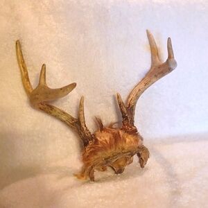 Antlers 8 point buck horns deer antlers Taxidermy hunting csbin decor